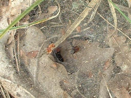 Spinne mit Netz