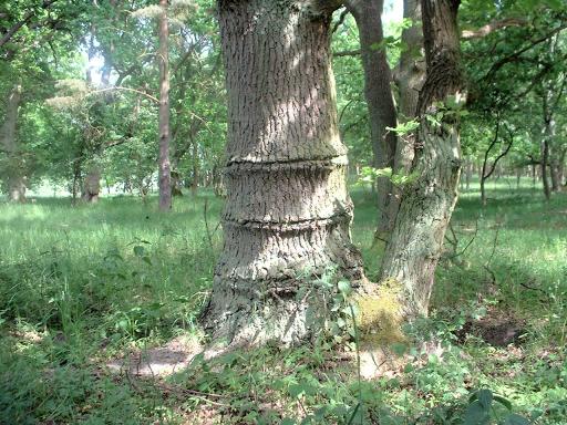 Baum