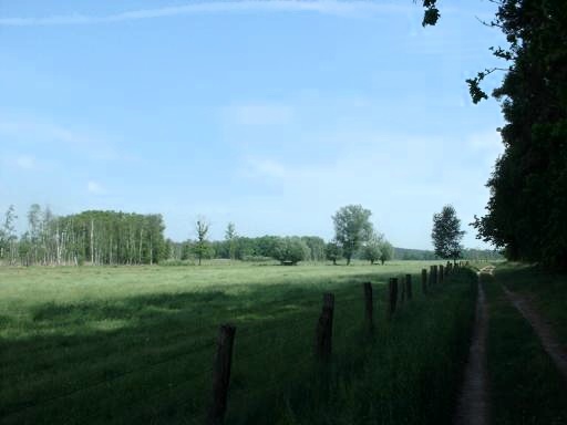 Wiese
